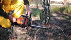 Professional Tree Care in East Rockingham, NC