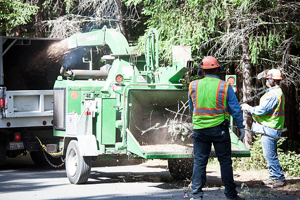 Best Tree Risk Assessment  in East Rockingham, NC